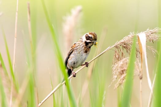 Female Reed Bunting Holds Insects In Beak To Feed Chicks