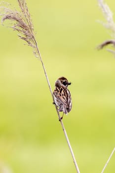 Female Reed Bunting Holds Insects In Beak To Feed Chicks