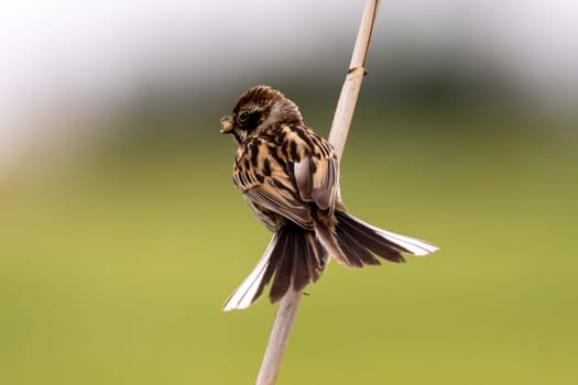Female Reed Bunting Holds Insects In Beak To Feed Chicks