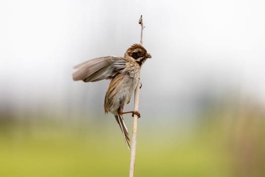 Female Reed Bunting Holds Insects In Beak To Feed Chicks