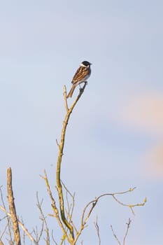 Reed Bunting Bird Sits On A Tree Branch