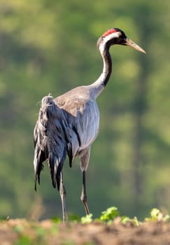 Common Crane On A Blurred Background walking