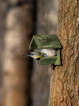 Great Tit Eats From The Feeder