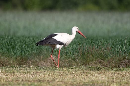 Stork In The Field Walks