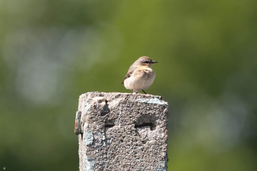 Female Northern Wheatear In Action On A Blurred Background