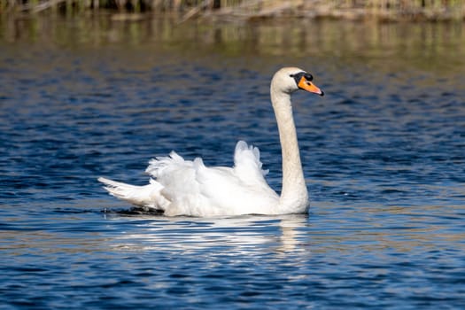 Mute Swan In A Forest Lake