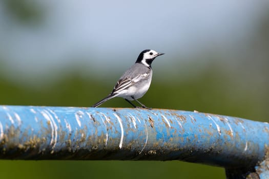 White Wagtail Sitting Against A Blurred Background