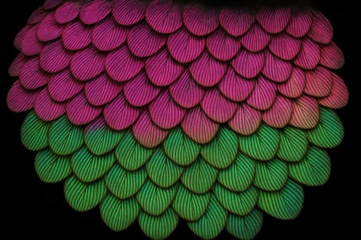 Jewel-Throat Hummingbird Feather Super-Macro