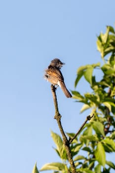 Greater Whitethroat Bird In Action On A Tree