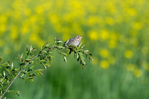 Corn Bunting Bird In Action On A Branch
