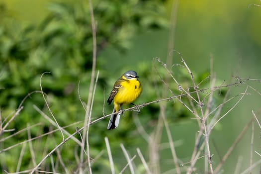 Western Yellow Wagtail Bird Perching On A Branch And Flying