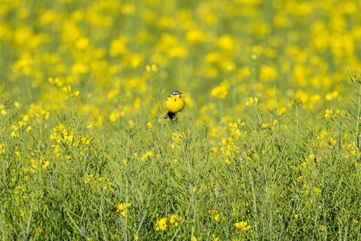 Yellow Wagtail Birds Fly In Western Skies Among The Colors Of Rapeseed