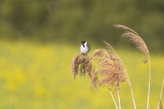 Reed Bunting Bird In Action On Reeds Against A Yellow Field