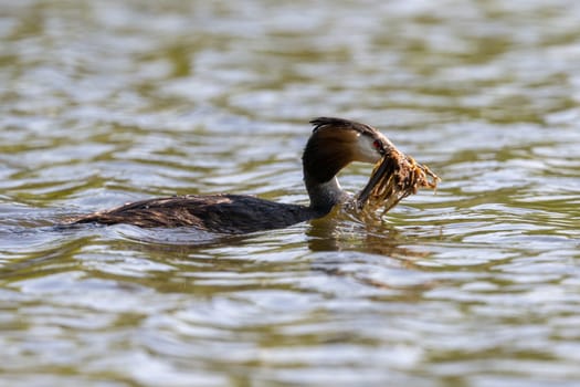 Great Crested Grebe Bird In Action Carrying Water Plants For Nest