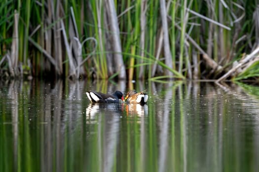Pair Of Eurasian Moorhens, Male And Female Together, Swims In The Lake