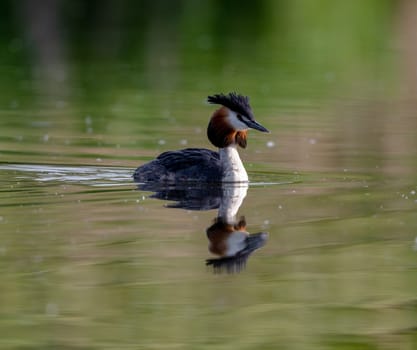 Great Crested Grebe Swims In The Lake