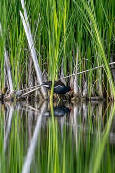 Active Male Eurasian Moorhen Searches For Food In The Reeds