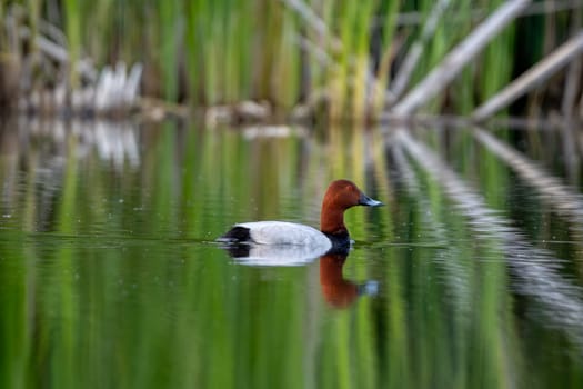 Common Pochard Swimming In Lake Against A Backdrop Of Reeds