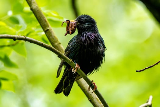 European Starling Holding Food In Beak For Chicks