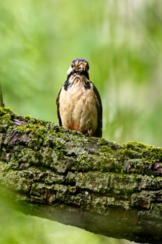 Great Spotted Woodpecker Sits On A Tree