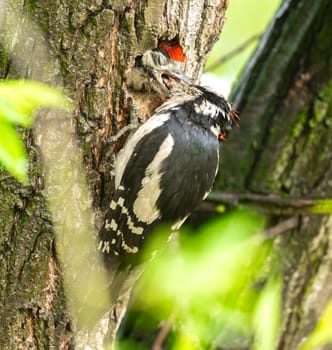 Great Spotted Woodpecker Feeds Its Chick In The Nest Hole