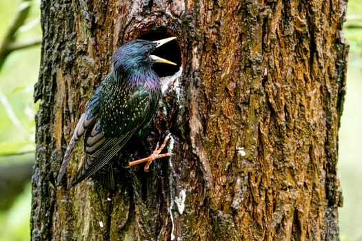 European Starling Feeds Chicks In A Tree Hollow