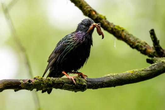 European Starling Holding Food In Beak For Chicks