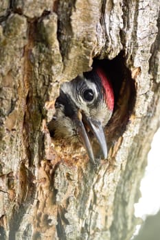 curious baby woodpecker peeks out from its tree hollow, discovering the world beyond for the first time.