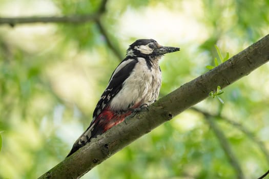 Great Spotted Woodpecker Sits On A Tree