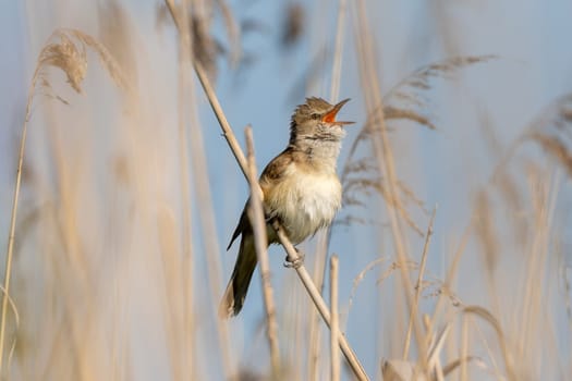 Great Reed Warbler Sings In The Reeds