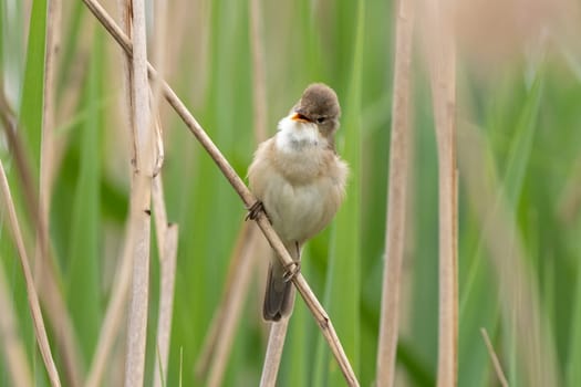Great Reed Warbler Sings In The Reeds