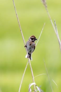 Female Reed Bunting Holds Insects In Beak To Feed Chicks