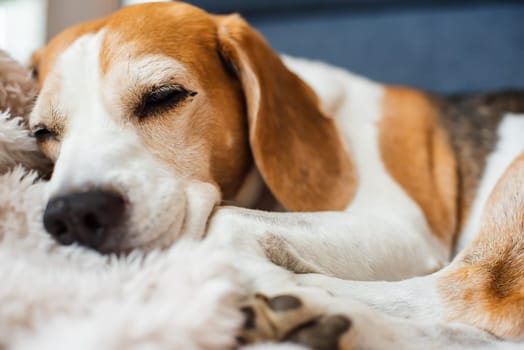 A adult beagle dog napping in sunny room on sofa. Canine themed background