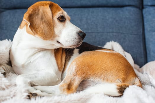A adult beagle dog napping in sunny room on sofa. Canine themed background