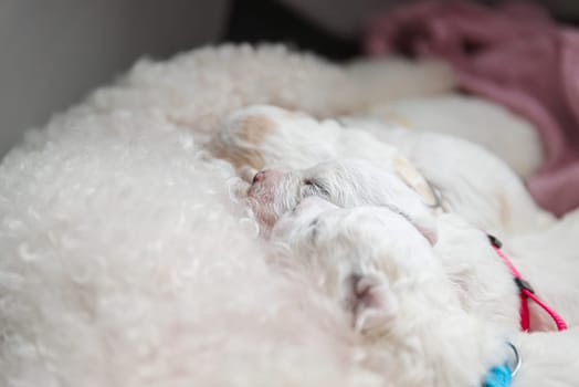 New born puppies of Bichon Frise dog. Bichon puppy sleeping. Selective focus on the face with blurred background