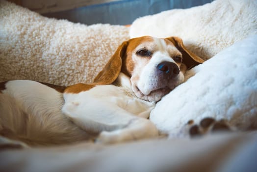 A adult beagle dog napping in sunny room on sofa. Canine themed background