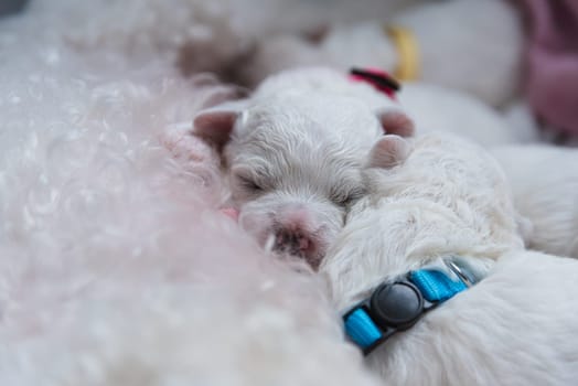 New born puppies of Bichon Frise dog. Bichon puppy sleeping. Selective focus on the face with blurred background