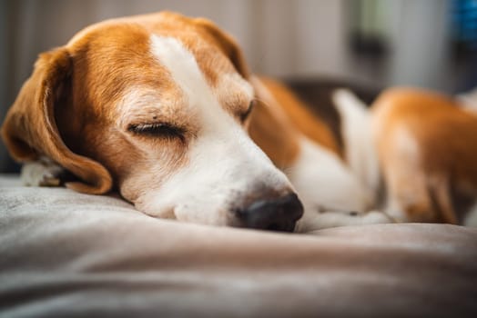 A adult beagle dog napping in sunny room on sofa. Canine themed background