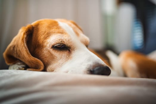 A adult beagle dog napping in sunny room on sofa. Canine themed background