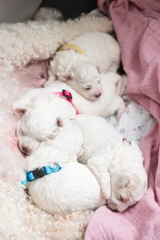 New born puppies of Bichon Frise dog. Bichon puppy sleeping. Selective focus on the face with blurred background