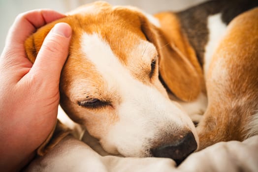 A adult beagle dog napping in sunny room on sofa. Canine themed background