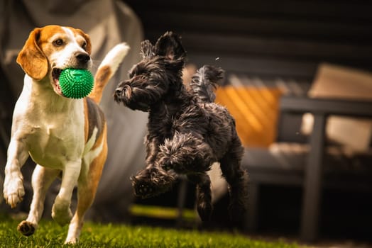 Two playful dogs joyfully engaging with a vibrant green ball on a sunny patch of grass, having a wonderful time together outdoors