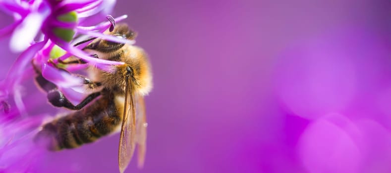 A closeup view of a bee diligently collecting nectar from a vibrant purple flower, Bee themed backgroud