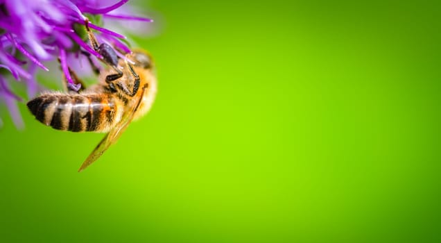 A stunning closeup of a bee collecting nectar from a vibrant flower, showcasing natures unique beauty