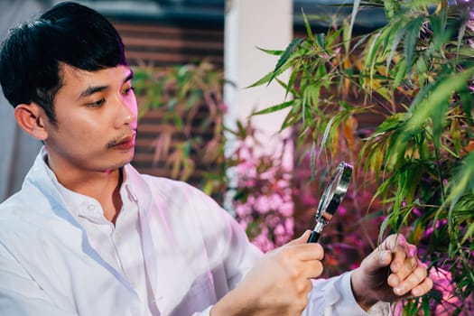 Marijuana researcher Asian man using magnifying glass look at cannabis sativa hemp plants in cannabis farms, Examining plants with magnifying, herbal medicine