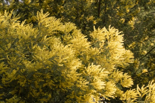 Dense clusters of bright yellow flowers bloom profusely on a leafy green shrub. Sunlight illuminates the blossoms.
