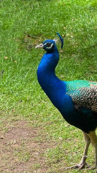 Vivid Peacock Standing Gracefully on Lush Green Grass Outdoors. A striking blue and green peacock stands gracefully on vibrant green grass, showcasing its elegance and beauty. The bird's plumage appears detailed, with the natural setting enhancing its vivid colors.