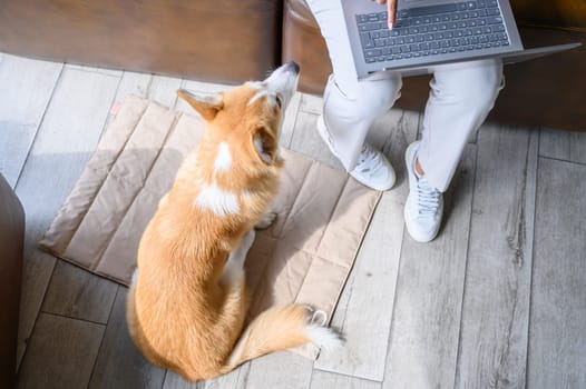 Pet friendly workspace, corgi dog patiently observes its owner working remotely