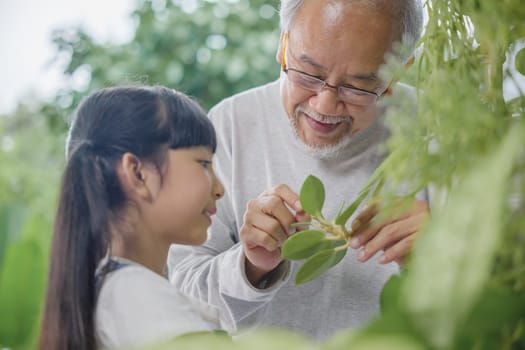 Asian young attractive girl and grandfather standing beside a green potted plant at home held, World Environment Day concept
