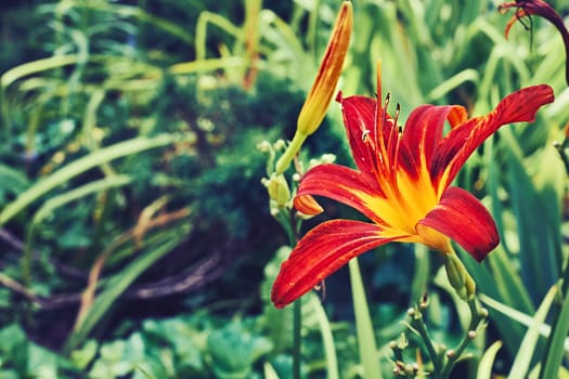 a lily that bears large yellow, red, or orange garden flowers